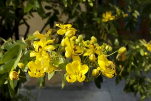 Jeden z mnoha druhů stromků rodu Senna kvete velmi vděčně po většinu teplé sezony. Většina druhů kvete žlutě, ale pěstují se i druhy s květy růžovými.