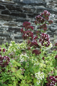 Dobromysl (Origanum) patří k základním kořením středomořské kuchyně a bývá i součástí některých směsí.