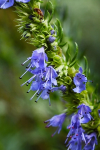 Yzop lékařský (Hyssopus officinalis) je nejen užitečný, ale má i krásně nebesky modré květy.