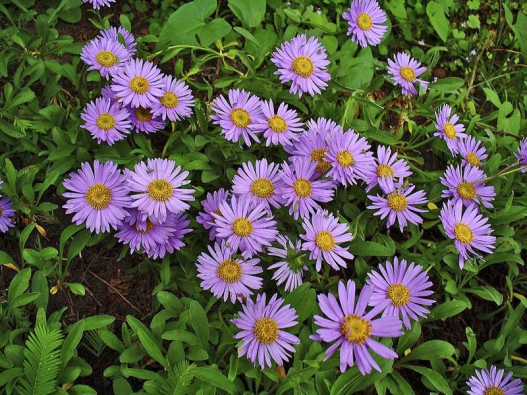 Modrofialová hvězdice alpská  (Aster alpinus) rozzáří každý kout zahrady.