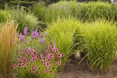 Ježatka (Echinacea) vynikne samostatně v kombinaci s okrasnými trávami nebo keři, ale i v pestrém záhonu letních trvalek.