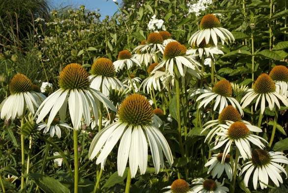 Nejčastěji pěstovaná bíle kvetoucí odrůda ježatky nachové (Echinacea purpurea) se jmenuje ´White Swan.