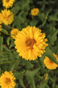 Janeba (Heliopsis) má velmi trvanlivé květy. Ve váze vydrží i dva týdny.