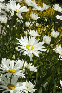 Hvězdnice velkokvětá (Chrysanthemum maximum) vyžaduje výživnou dostatečně vlhkou zahradní zem a slunné stanoviště.