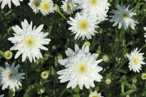 Kopretina bílá (Leucanthemum vulgare) má moc hezkou plnokvětou odrůdu ´Česká píseň.