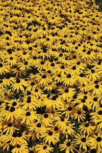 Třapatka (Rudbeckia fulgida) snese téměř jakékoliv prostředí a minimum péče. Hodí se k chatám, kapličkám, do veřejné zeleně i do pestrého záhonu letních trvalek.