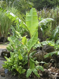 Banánovník zeleninový s mezinárodním pojmenováním plantejn (Musa × paradisiaca) dorůstá do výšky 2–6 m. U nás nejlépe roste ve vytápěných sklenících a zimních zahradách.