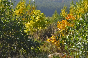Podzimní hra barev pekanů a hikory ořechovců. Zelené listy v popředí patří olším šedým, které dávají do půdy dusík a tím sad hnojí.