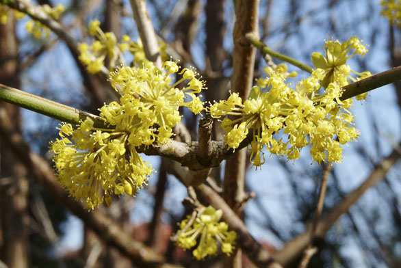 Dřín obecný (CORNUS MAS)