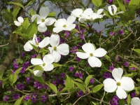 Dřín květnatý (Cornus florida)