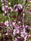 Zmarlika kanadská (Cercis canadensis)