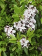Mamota širokolistá (Kalmia latifolia)