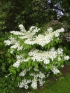 Kalina japonská (Viburnum plicatum)