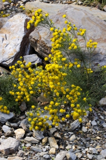 Hvězdnice zlatovlásek (Aster linosyris) je nenáročná rostlina teplých a slunných strání větší části Evropy.
