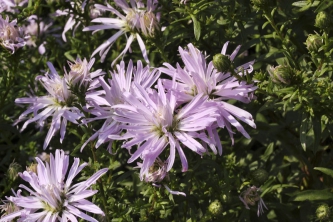 Rozkvétající hvězdnice novobelgická, kultivar ´Rosenquarz´ (Aster novi-belgii).