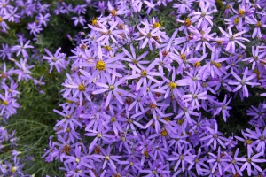 Bohatě kvetoucí hvězdnice tečkovaná (Aster punctatus) je doma v jižní Evropě, ale v teplejších oblastech u nás roste bez problémů.