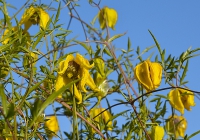 Plamének Clematis tangutica ’Lambton Park‘ kvete průběžně od začátku léta až do podzimu.