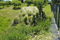 Suchomilní trvalková výsadba v kontrastu se starým ovocným sadem. V popředí svíčkovec (Gaura lindheimeri) a kavyl (Stipa tenuissima ´Pony Tails´).