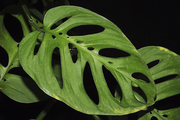 Monstera adansonii je menší druh, její listy dorůstají velikosti mezi 20 až 30 cm.