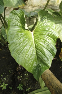 Philodendron mamei vyžaduje větší stín. Roste velmi pomalu a nedosahuje velkých rozměrů. Jeho listy, stejně jako všech ostatních filodendronů, obsahují šťavelan vápenatý. Vyvarujte se proto kontaktu se šťávou vytékající z poraněných míst, může způsobit kožní a oční záněty.