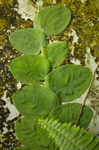 Rhaphidophora celatocaulis se hodí do větších vitrín, terárií a k vodním nádržkám, kde má dostatečnou vzdušnou vlhkost.