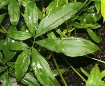 Dospělý list Syngonium auritum má jiný tvar a velikost než drobný střelovitý juvenilní list.