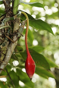 Plodenství Syngonium angustatum má hezkou barvu i tvar.