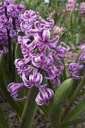 Hyacinty mohou mít květy růžové, fialové, bílé i žluté.