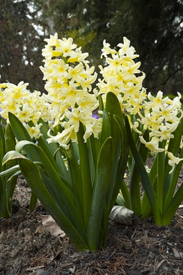 Odrůda hyacintu ´Yellow Queen´ má velmi jemnou žlutou barvu a je bezesporu zajímavou okrasou záhonů.