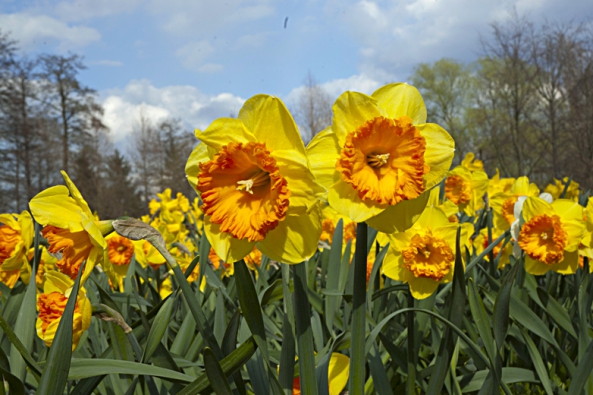 Narcis ´Wild Carnival´  s velkým květem a oranžovou pakorunkou patří  k oblíbeným kultivarům.