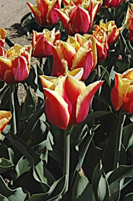 Při pěstování šlechtěných odrůd tulipánů se cibule po odkvětu vyndají ze země a na podzim se opět vysadí.