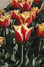 Při pěstování šlechtěných odrůd tulipánů se cibule po odkvětu vyndají ze země a na podzim se opět vysadí.