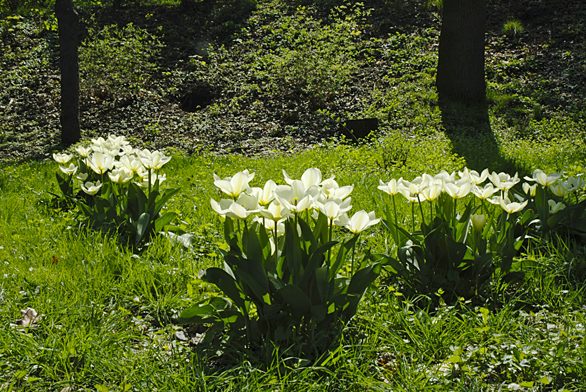 Tulipánům velice sluší výsadba do skupinek, ať už na záhon nebo do trávníku.