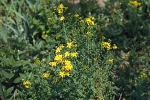 Třezalka tečkovaná (Hypericum perforatum) je vytrvalá bylina, až 60 cm vysoká, kvete od června do září. Na zahradě zůstává z původního porostu. Nálev uklidňuje trávicí soustavu, olej hojí popáleniny, hemeroidy a zhnisané rány.