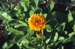 Měsíček zahradní (Calendula officinalis) je jednoletá bylina pro okrasné i zeleninové záhony. Kvete od června do podzimu, snadno se množí samovýsevem. Květ se suší do léčivých čajů při jaterních chorobách, používá se v mastích proti plísním a bércovým vředům, do koupelí při zánětech kůže.