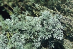 Pelyněk (Artemisia) je vyšší okrasná trvalka. Sušená nařezaná nať odpuzuje moly, komáry, blechy a vši. Lístky se užívají v kuchyni. Pozor – pelyněk brotan, boží dřevec (A. abrotanum) a pelyněk pravý (A. absinthum) jsou nevhodné pro těhotné ženy! Pelyňková nať usnadňuje trávení, podporuje tvorbu žluče a chuť k jídlu. Pelyňky jsou však jedovaté, nepoužívejte je v nadměrném množství!