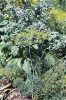 Kopr vonný (Anethum graveolens), jednoletá aromatická bylina, se hodí na zeleninové i okrasné záhony. Syrové nebo jen spařené lístky podporují zažívání.