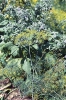 Kopr vonný (Anethum graveolens), jednoletá aromatická bylina, se hodí na zeleninové i okrasné záhony. Syrové nebo jen spařené lístky podporují zažívání. Kopr vonný (Anethum graveolens), jednoletá aromatická bylina, se hodí na zeleninové i okrasné záhony. Syrové nebo jen spařené lístky podporují zažívání.