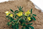 Úročník bolhoj (Anthylis vulneraria), trvalka asi 40 cm vysoká, kvete od května do července. Kvetoucí nať v nálevu nebo v koupeli povzbuzuje organismus. Úročník bolhoj (Anthylis vulneraria), trvalka asi 40 cm vysoká, kvete od května do července. Kvetoucí nať v nálevu nebo v koupeli povzbuzuje organismus.