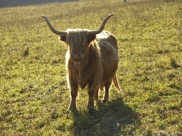 Máte-li větší pozemek, co potkáte v zóně tři, je jen na vás. Je to takzvaná zóna farmářská, kde lze chovat koně, dobytek, mít tvrdý sad nebo pěstovat komerční produkci.