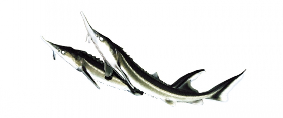 Jeseter malý (Acipenser ruthenus) Jako ryby dna tráví dny a noci především nad štěrkovým dnem a v kalech hledají červy, šneky a korýše. Dorůstá do 100 cm.