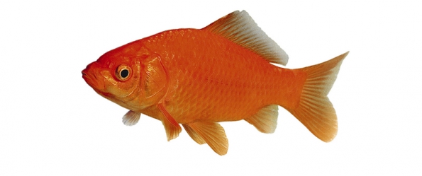 Karas zlatý (Carassius auratus) (do 30 cm) Velký klasik mezi rybami v jezírku je nenáročný na péči. Zlaté rybky milují slunce. Poněvadž se rychle rozmnožují, vypusťte pouze 3 až 5 exemplářů.