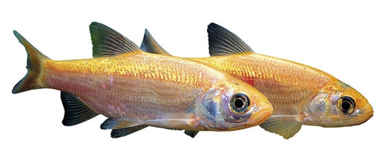 Jelec jesen zlatý (Leuciscus idus) Žije v hejnech a potřebuje mnoho místa a kyslíku. Doporučuje se dodatečné vzduchování. Rybníček o rozloze 6 m² udrží 7 až 12 ryb bez komárů. Dorůstá 25–80 cm.