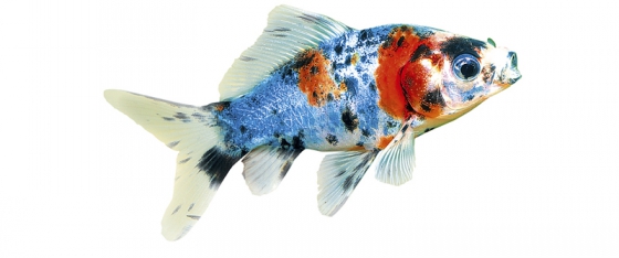 Shubunkin (Carassius auratus var. shubunkin) Jedna z variant zlatých rybek. Má černé skvrny přes modravé a oranžové základní strakaté zbarvení. Péče je stejná jako u normálních zlatých rybek.