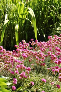 Růžová trávnička (Armaria) se ve štěrku ideálně rozrůstá a je skutečnou okrasou zahrady.