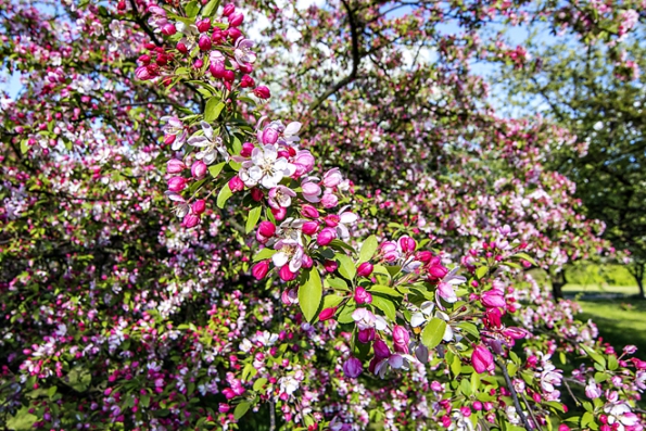 Stromy na slunce: Jabloň mnohokvětá Malus floribunda s výškou dospělého stromku do 5 metrů, je jednou z nejkrásnějších okrasných jabloní. Nejlépe poroste na světlých místech a svěžích půdách.