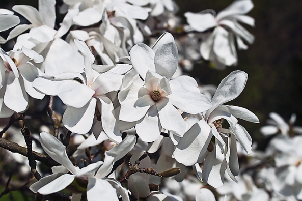 Stromy do stínu: Magnolie Magnolia loebnerii ´Merrill´ čistě bílou barvou květů na začátku sezony prosvětlí každý tmavý kout v zahradách. Dosahuje výšky 6–8 metrů. Nejlépe vynikne před tmavým pozadím.