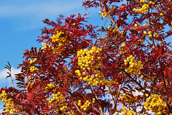 Stromy na slunce: Jeřáb Sorbus ´Joseph Rock´ je nápadným stromem barevnou kombinací žlutých jeřabin a karmínové barvy listů. Prospívá i na chudých půdách. V dobrých podmínkách doroste výšky až 10 metrů.