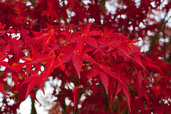 Stromy do stínu: Zelená forma javoru dlanitolistého Acer palmatum ´Heptalobum´ s vyšším vzrůstem je ojedinělá podzimním zbarvením. Nejlépe vynikne ve společnosti rododendronů, chráněná vyššími stromy.