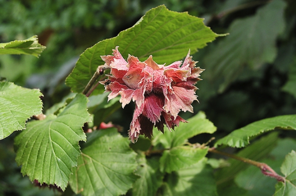 Stromy do stínu: Líska obrovská Corylus maxima ´Purpurea´ je nenáročným keřem mohutného vzrůstu, který při správném výchovném řezu nahradí v zahradách menší stromky. Listy na zastíněných větvích mají tmavě zelenou barvu, na slunci sytě červenohnědou.